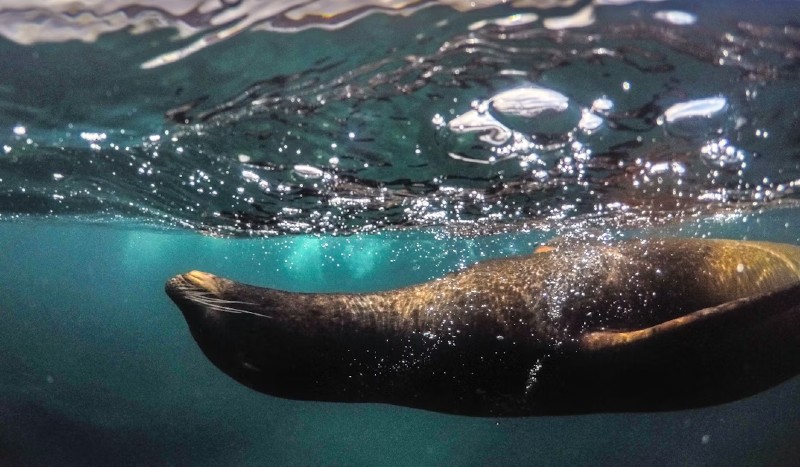 How Travelers Reach the Galapagos Efficiently